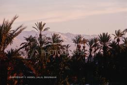 Image du Maroc Professionnelle de  La chaine de montagne du Haut Atlas enneigé surplombe la plaine du Haouz où un fabuleux coucher du soleil sur la palmeraie de Marrakech, Lundi 19 Août 1997. Juste avant le développement de l'urbanisme de Marrakech, qui a impliqué un très vaste programme croissant de construction. (Photo / Abdeljalil Bounhar) 